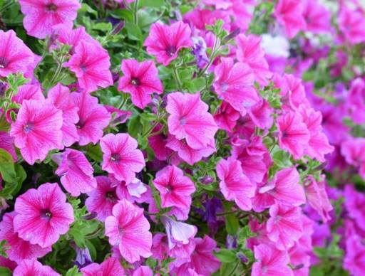 Pink surfinia flowers